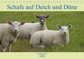 Schafe auf Deich und Düne (Tischkalender 2020 DIN A5 quer) von Lieckfeldt,  Thorleif