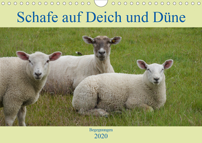 Schafe auf Deich und Düne (Wandkalender 2020 DIN A4 quer) von Lieckfeldt,  Thorleif