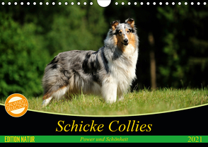 Schicke Collies (Wandkalender 2021 DIN A4 quer) von Janetzek,  Yvonne