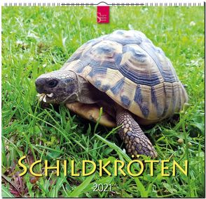 Schildkröten