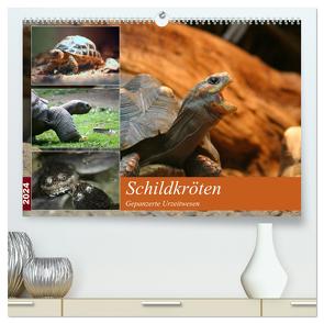 Schildkröten – Gepanzerte Urzeitwesen (hochwertiger Premium Wandkalender 2024 DIN A2 quer), Kunstdruck in Hochglanz von Mielewczyk,  Barbara