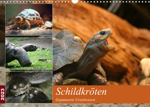 Schildkröten – Gepanzerte Urzeitwesen (Wandkalender 2023 DIN A3 quer) von Mielewczyk,  Barbara