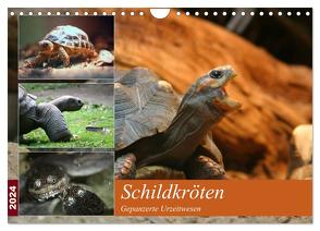 Schildkröten – Gepanzerte Urzeitwesen (Wandkalender 2024 DIN A4 quer), CALVENDO Monatskalender von Mielewczyk,  Barbara