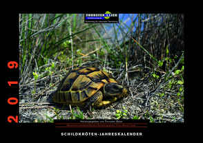 Schildkröten-Jahreskalender 2019 von Geier,  Thorsten, Trapp,  Benny