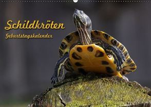 Schildkröten Geburtstagskalender (Wandkalender immerwährend DIN A2 quer) von Berg,  Martina