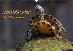 Schildkröten Geburtstagskalender (Wandkalender immerwährend DIN A3 quer) von Berg,  Martina