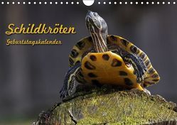 Schildkröten Geburtstagskalender (Wandkalender immerwährend DIN A4 quer) von Berg,  Martina