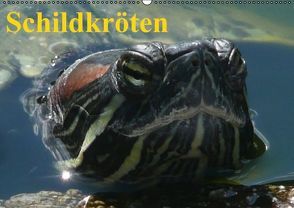 Schildkröten (Wandkalender immerwährend DIN A2 quer) von Stanzer,  Elisabeth