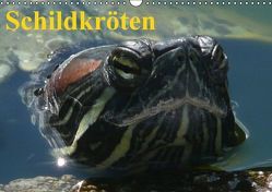 Schildkröten (Wandkalender immerwährend DIN A3 quer) von Stanzer,  Elisabeth