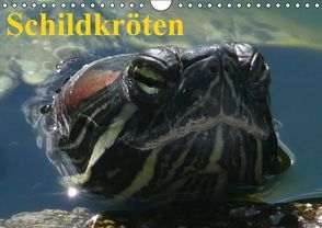 Schildkröten (Wandkalender immerwährend DIN A4 quer) von Stanzer,  Elisabeth