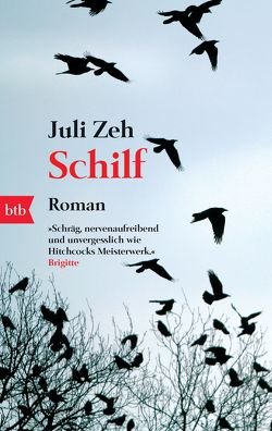 Schilf von Zeh,  Juli