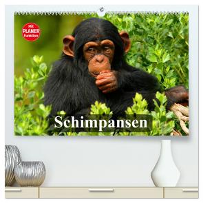 Schimpansen (hochwertiger Premium Wandkalender 2024 DIN A2 quer), Kunstdruck in Hochglanz von Stanzer,  Elisabeth