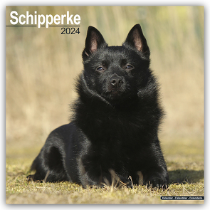 Schipperke 2024 – 16-Monatskalender