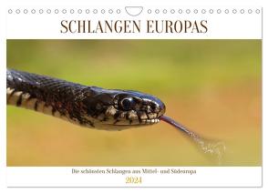 Schlangen Europas (Wandkalender 2024 DIN A4 quer), CALVENDO Monatskalender von Simlinger,  Wolfgang