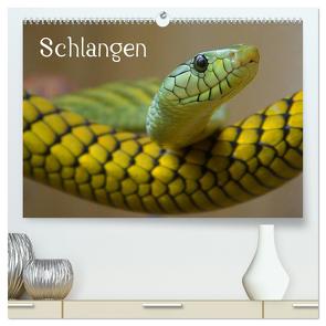 Schlangen (hochwertiger Premium Wandkalender 2024 DIN A2 quer), Kunstdruck in Hochglanz von Stanzer,  Elisabeth