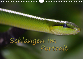 Schlangen im Portrait (Wandkalender 2020 DIN A4 quer) von Chawera