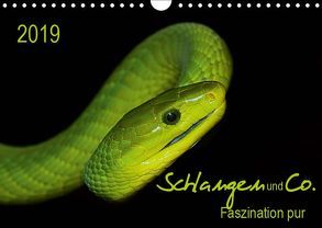 Schlangen und Co. – Faszination pur (Wandkalender 2019 DIN A4 quer) von Enkemeier,  Sigrid