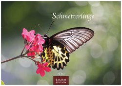 Schmetterlinge 2024 L 35x50cm