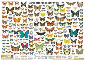 Schmetterlinge der Welt von Krätzner,  R, Schenk,  F, Welter-Schultes,  F W