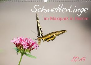 Schmetterlinge im Maxipark in Hamm (Wandkalender 2019 DIN A3 quer) von Gimpel,  Frauke