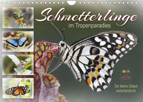 Schmetterlinge im Tropenparadies (Wandkalender 2022 DIN A4 quer) von Löwer,  Sabine