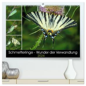 Schmetterlinge – Wunder der Verwandlung (hochwertiger Premium Wandkalender 2024 DIN A2 quer), Kunstdruck in Hochglanz von Eisenreich,  Wilhelm