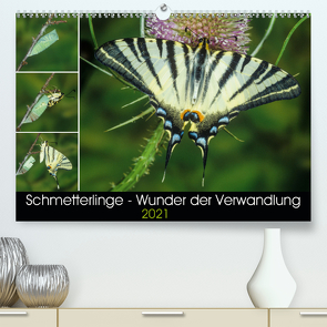 Schmetterlinge – Wunder der Verwandlung (Premium, hochwertiger DIN A2 Wandkalender 2021, Kunstdruck in Hochglanz) von Eisenreich,  Wilhelm