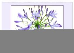 Schmucklilie – Agapanthus (Wandkalender 2024 DIN A2 quer), CALVENDO Monatskalender von Kruse,  Gisela