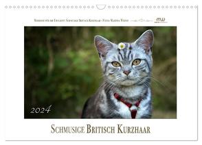 Schmusige Britisch Kurzhaar (Wandkalender 2024 DIN A3 quer), CALVENDO Monatskalender von Wrede,  Martina