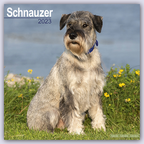 Schnauzer – Schnauzer 2023 – 16-Monatskalender