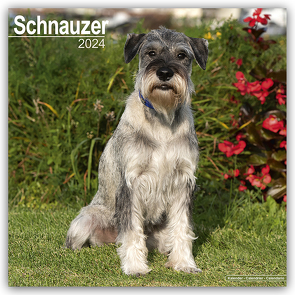 Schnauzer – Schnauzer 2024 – 16-Monatskalender