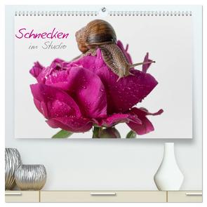 Schnecken im Studio (hochwertiger Premium Wandkalender 2024 DIN A2 quer), Kunstdruck in Hochglanz von Kellermann,  Claudia