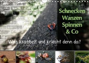 Schnecken, Wanzen, Spinnen und Co…Was krabbelt und kriecht denn da? (Wandkalender 2018 DIN A4 quer) von Brinker,  Sabine