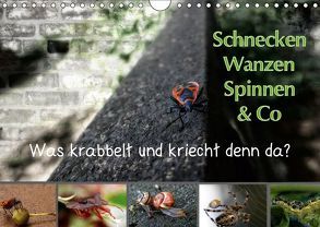 Schnecken, Wanzen, Spinnen und Co…Was krabbelt und kriecht denn da? (Wandkalender 2019 DIN A4 quer) von Brinker,  Sabine