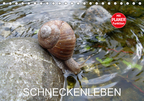 Schneckenleben (Tischkalender 2021 DIN A5 quer) von Schlüfter,  Elken