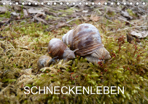 Schneckenleben (Tischkalender 2021 DIN A5 quer) von Schlüfter,  Elken