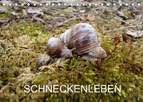 Schneckenleben (Tischkalender 2022 DIN A5 quer) von Schlüfter,  Elken