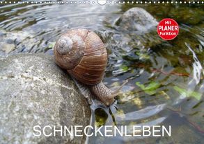 Schneckenleben (Wandkalender 2020 DIN A3 quer) von Schlüfter,  Elken