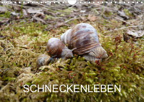 Schneckenleben (Wandkalender 2020 DIN A4 quer) von Schlüfter,  Elken
