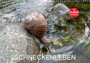 Schneckenleben (Wandkalender 2021 DIN A3 quer) von Schlüfter,  Elken