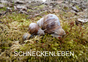 Schneckenleben (Wandkalender 2021 DIN A3 quer) von Schlüfter,  Elken