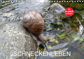 Schneckenleben (Wandkalender 2021 DIN A4 quer) von Schlüfter,  Elken