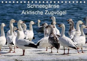 Schneegänse. Arktische Zugvögel (Tischkalender 2018 DIN A5 quer) von Hoville,  Wido