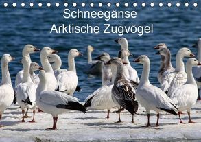 Schneegänse. Arktische Zugvögel (Tischkalender 2019 DIN A5 quer) von Hoville,  Wido