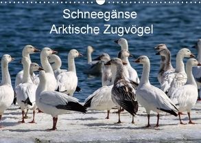 Schneegänse. Arktische Zugvögel (Wandkalender 2018 DIN A3 quer) von Hoville,  Wido