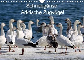 Schneegänse. Arktische Zugvögel (Wandkalender 2018 DIN A4 quer) von Hoville,  Wido