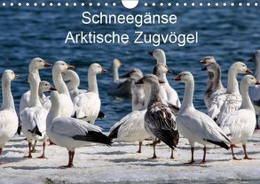 Schneegänse. Arktische Zugvögel (Wandkalender 2019 DIN A4 quer) von Hoville,  Wido