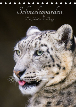 Schneeleoparden – Die Geister der Berge (Tischkalender 2022 DIN A5 hoch) von the Snow Leopard,  Cloudtail