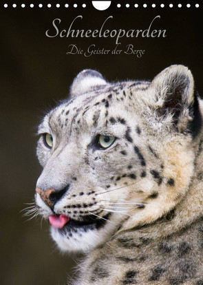 Schneeleoparden – Die Geister der Berge (Wandkalender 2022 DIN A4 hoch) von the Snow Leopard,  Cloudtail