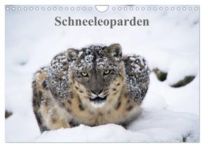 Schneeleoparden (Wandkalender 2024 DIN A4 quer), CALVENDO Monatskalender von Cloudtail,  Cloudtail